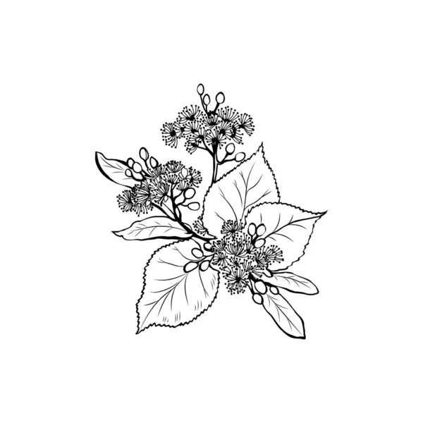 Квіти Липи Вільні Векторні Ілюстрації Тілія Басвуд Медова Рослина Чорно — стоковий вектор