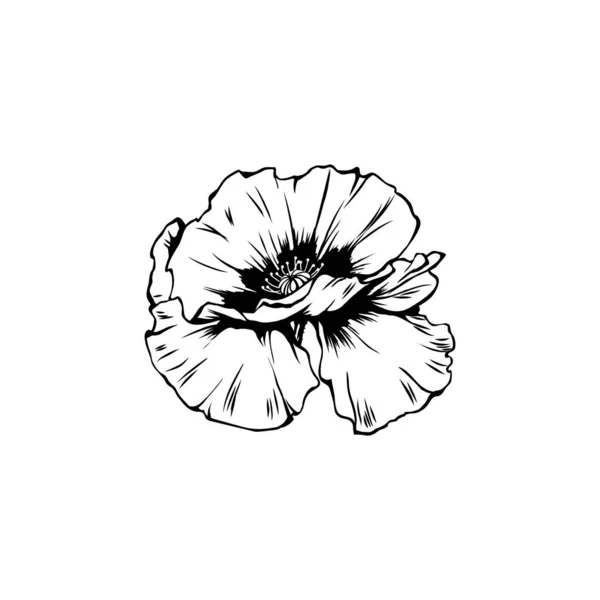 Poppy Bloem Hand Getekend Vector Illustratie Zomer Bloeiende Honing Plant — Stockvector