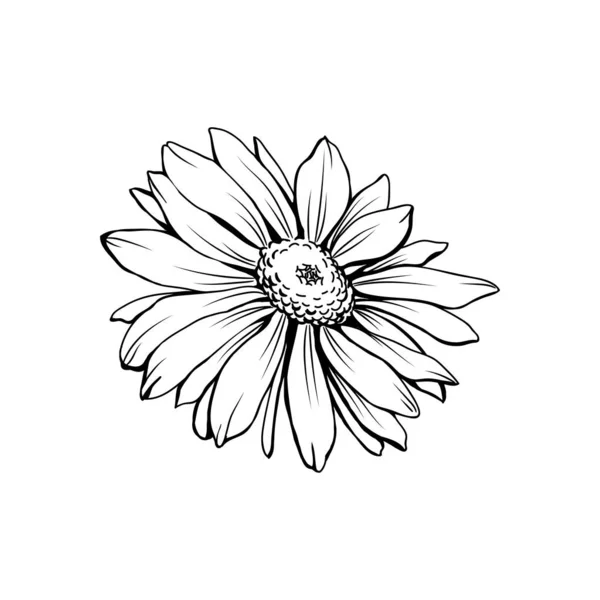 Μαργαρίτα Λουλούδι Bud Freehand Διανυσματική Απεικόνιση Γερμανικό Χαμομήλι Μονοχρωματικό Περίγραμμα — Διανυσματικό Αρχείο