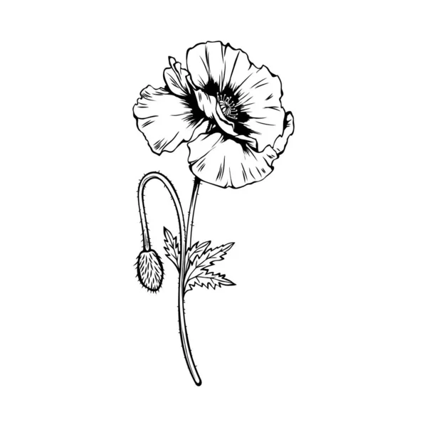 Poppy Bloem Hand Getekend Vector Illustratie Zomer Bloeiende Honing Plant — Stockvector