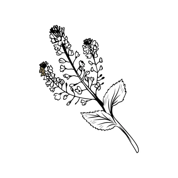 Гречка Цветет Черно Белой Иллюстрацией Цветущие Хлопья Медовый Набросок Каллиграфической — стоковый вектор