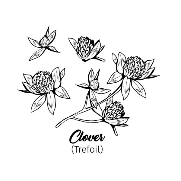Ensemble Croquis Encre Noire Fleur Trèfle Perruque Fleurs Sauvages Collection — Image vectorielle