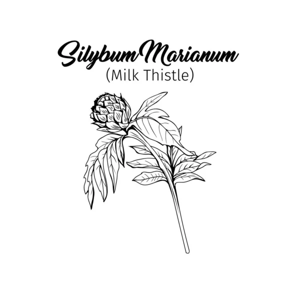 銀板マリアニウム黒と白のベクトル図 ホメオパシー成分 蜂蜜の植物芽 植物モノクロームのドローイング とげのある若い野の花 雑草の彫刻スケッチ ポスターデザイン要素 — ストックベクタ