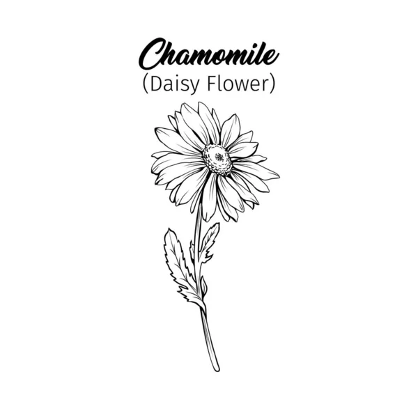 Daisy Kwiat Kwiat Wolnoręczny Wektor Ilustracji Niemiecki Rumianek Płatki Rumianku — Wektor stockowy
