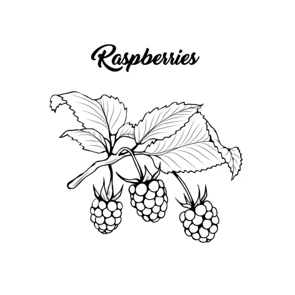 Rama Raspberry Ilustración Vectorial Blanco Negro Bayas Aromáticas Ramita Dibujo — Vector de stock