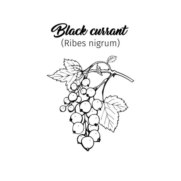 Illustration Vectorielle Dessinée Main Cassis Croquis Noir Blanc Avec Inscription — Image vectorielle