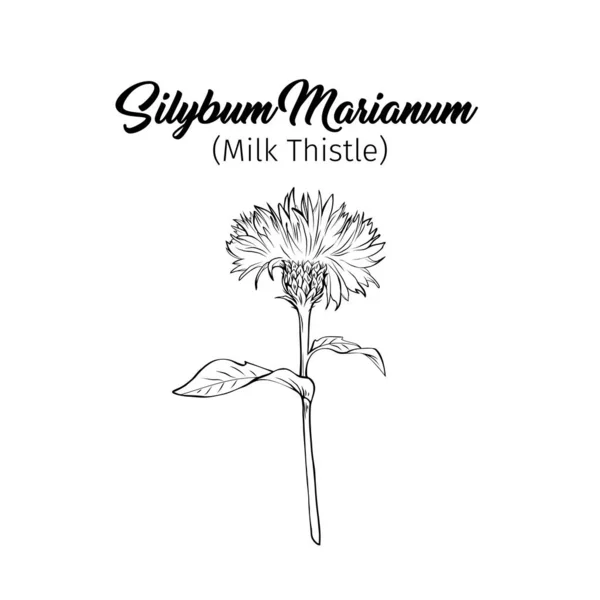 Černobílá Ilustrace Mléčného Bodláku Silybum Marianum Nápis Homeopatická Rostlina Pro — Stockový vektor