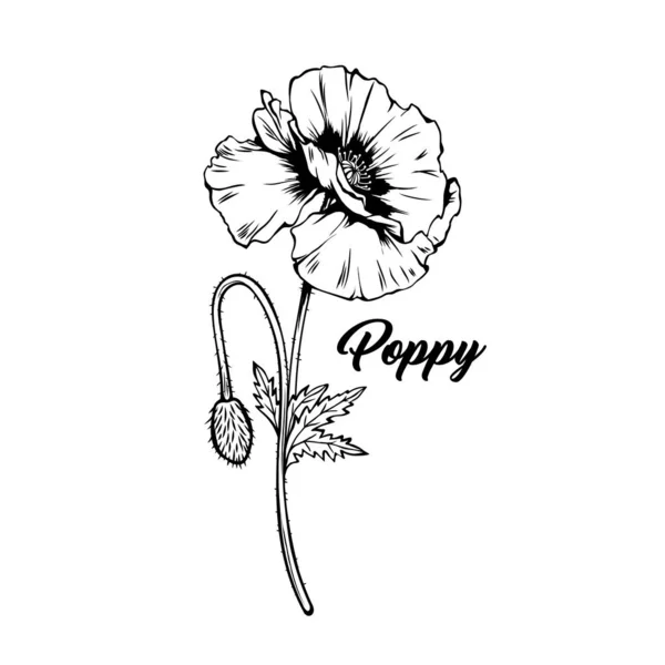 Poppy Flor Mão Desenhada Ilustração Vetorial Verão Florescendo Mel Planta —  Vetores de Stock