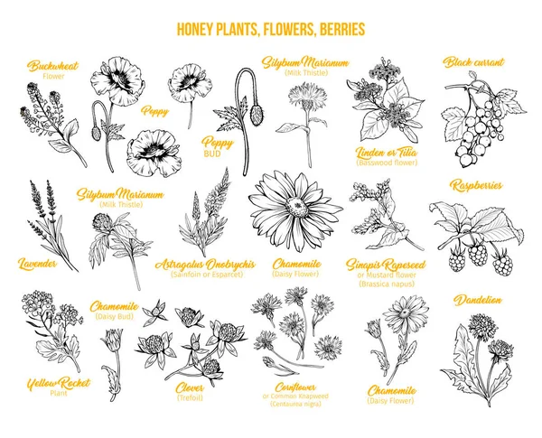 Çiçek Açan Posterler Bedava Çizimleri Sarı Başlıklı Bal Bitkileri Tırmanıyor — Stok Vektör