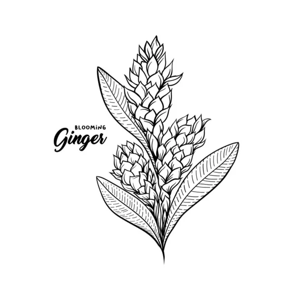 Gingerblomma Blommande Växt Krydda Botanisk Vektor Illustration För Affischer Eller — Stock vektor