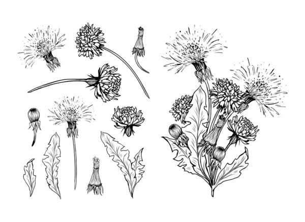 Diente León Flor Ilustraciones Vectoriales Mano Alzada Conjunto Planta Miel — Vector de stock