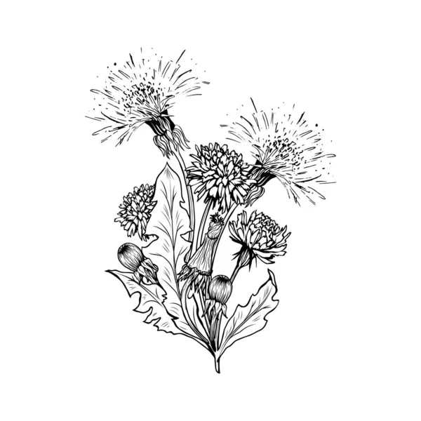 Flowering Dandelion Freehand Vector Bouqet Illustrations Spring Honey Plant Hand — 스톡 벡터