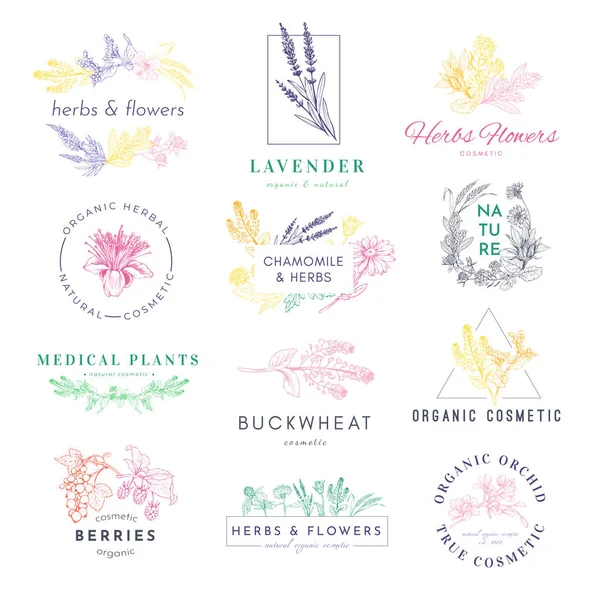 Logo Produktów Kosmetycznych Ręcznie Rysowany Zestaw Wektorowy Rośliny Lecznicze Lawenda — Wektor stockowy