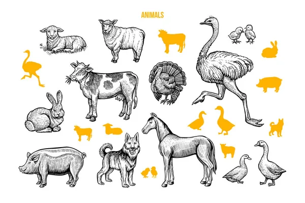 Animales Domésticos Ilustraciones Dibujadas Mano Conjunto Dibujos Siluetas Grabados Aves — Vector de stock