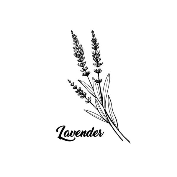 Esbozo Vectorial Blanco Negro Lavanda Fragante Flor Silvestre Francesa Con — Vector de stock