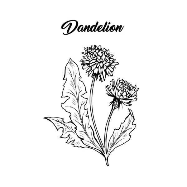 Diente León Flor Ilustración Vectorial Mano Alzada Planta Miel Primavera — Vector de stock