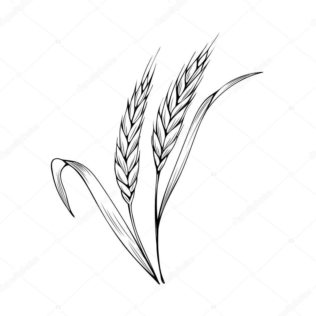 Wheat spikelet hand drawn vector illustration. Thanksgiving day, autumn season, agriculture and farming sketch symbol. Natural barley ear monochrome drawing. Cereal crops harvest. Bakery shop logo