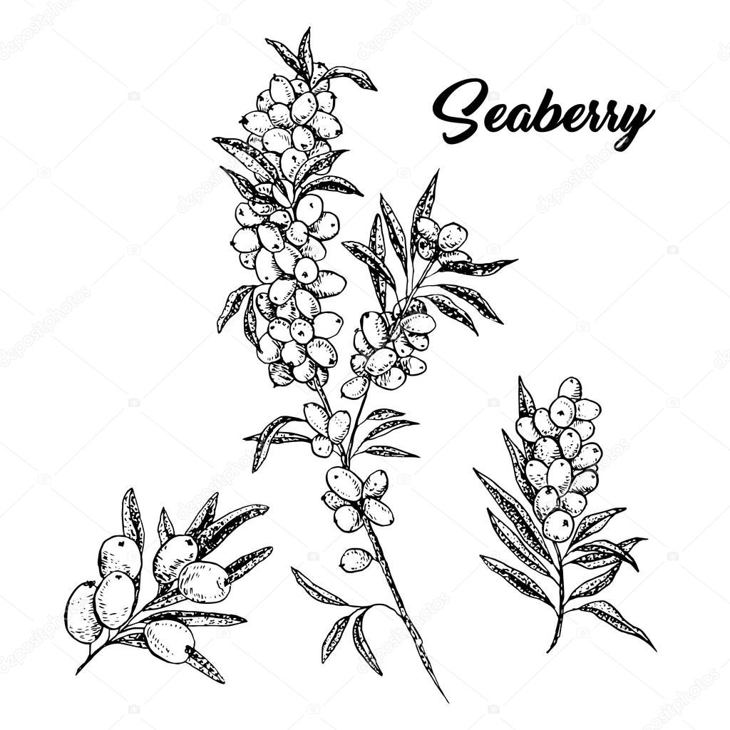 Seaberry branches hand drawn vector illustration. Hippophae twigs ink pen sketch. Black and white clipart. Sea buckthorn outline drawing. Seaberry cliparts set with lettering. Isolated design elements