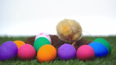 small chicken in nest near easter eggs isolated on white 