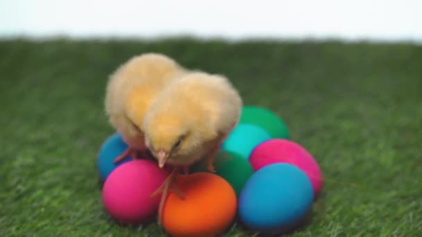 Focus Pull Piccoli Polli Vicino Alle Uova Pasqua — Video Stock