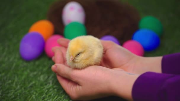 Oříznutý Pohled Ženy Dotýkající Kuřat Blízkosti Malovaných Vajec — Stock video