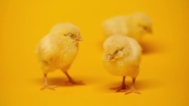 focus pull of man touching chicken on yellow 