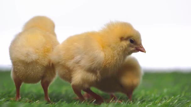 Rack Focus Chickens Grass Isolated White — Stock Video