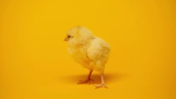 Fluffy Small Chicken Yellow — Stock Video