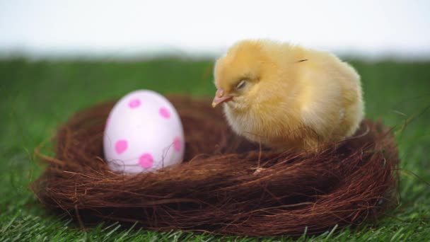 Μικρό Κοτόπουλο Κοντά Διακεκομμένο Αυγό Πάσχα Στη Φωλιά — Αρχείο Βίντεο