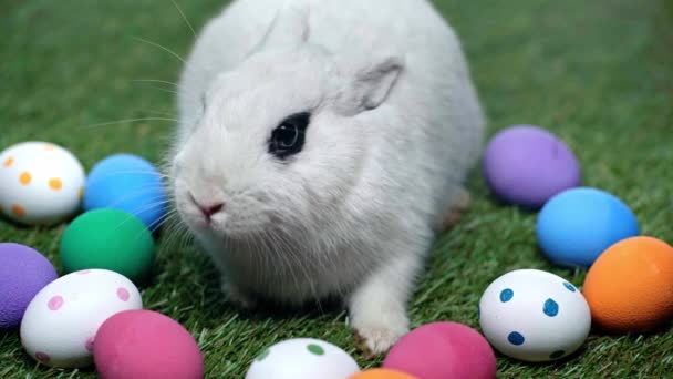 Kaninchen Der Nähe Von Ostereiern Fokus — Stockvideo