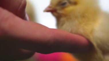 focus pull of man touching small chickens 