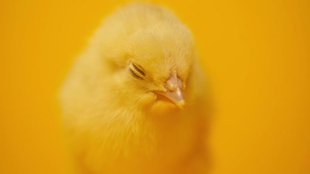Κοντινό Πλάνο Μικρού Κοτόπουλου Που Απομονώνεται Στο Κίτρινο — Αρχείο Βίντεο