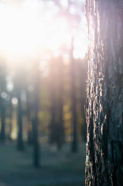 Tronco de pino en contraluz en el parque de otoño. Puesta de sol en el bosque tranquilo. Primer plano. Enfoque selectivo — Foto de Stock