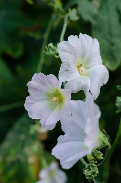 Floração malva branca ou malva pântano planta no jardim. Fechar. — Fotografia de Stock