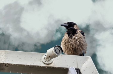 Islak kukuletalı karga ya da yağmurdan sonra Corvus Cornix şehirdeki güvenlik kameralarının yanında oturuyordu. Siyah kafalı küllü gri kuş ve bulutlu gökyüzüne karşı büyük siyah gaga. Alt manzara. - Yakın çekim. Boşluğu kopyala