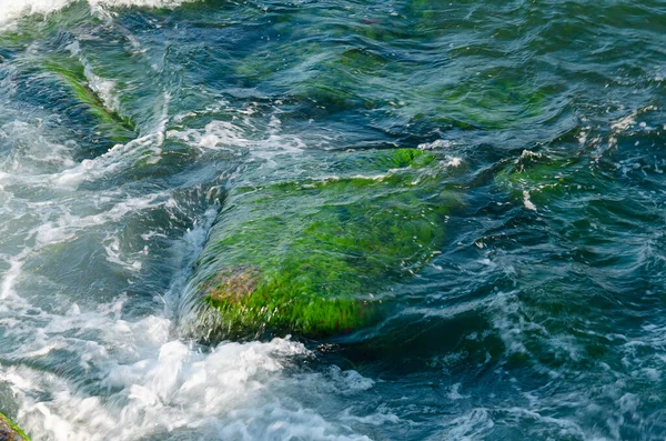 Die Meereswelle bricht auf große Felsen, die von Algen mit Gischt und Schaum bedeckt sind. Sommertag. Nahaufnahme. Selektiver Fokus — Stockfoto