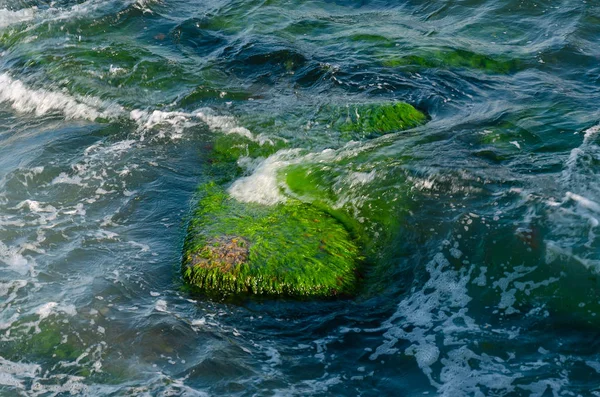 Die Meereswelle bricht auf große Felsen, die von Algen mit Gischt und Schaum bedeckt sind. Sommertag. Nahaufnahme. Selektiver Fokus — Stockfoto