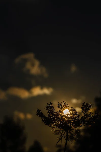 Blütensilhouette gegen die untergehende Sonne. die untergehende Sonne liegt auf einem Sonnenschirm einer Pflanze. Pastellfarben. Nahaufnahme. Kopierraum — Stockfoto