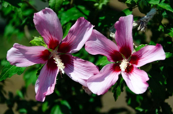 Hibisco siríaco. Close-up de duas flores rosa florescendo. Foco seletivo — Fotografia de Stock
