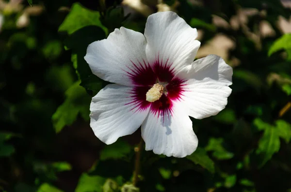 Hibiskus syriacus. Zbliżenie pojedynczego białego kwitnącego kwiatu. Skupienie selektywne — Zdjęcie stockowe