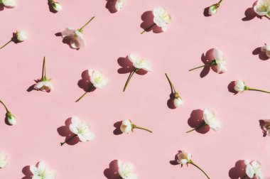 Pembe arka planda beyaz kiraz çiçeklerinin çiçek deseni. - Yakın çekim. Düz yerde, üst tarafta. Bahar soyut arkaplanı