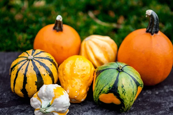 Dekorativní dýně, podzimní barvy — Stock fotografie