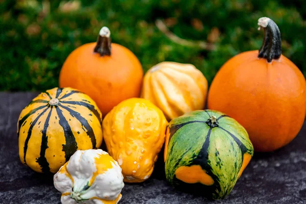 Citrouilles décoratives, couleurs d'automne Photo De Stock