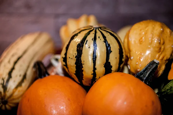 Decoratieve pompoenen, herfst kleuren Rechtenvrije Stockafbeeldingen