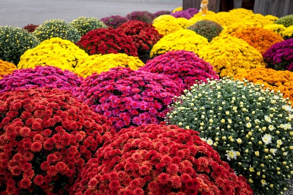 Mums flowers in full bloom Royalty Free Stock Images