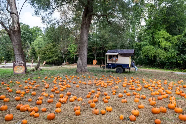 Pompoen op het veld Stockfoto