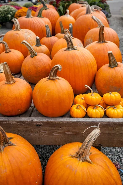 Calabazas frescas de naranja Fotos De Stock