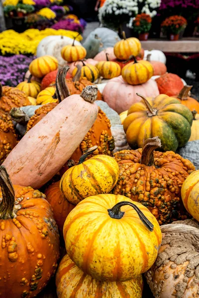 Decoratieve pompoenen, herfst kleuren Rechtenvrije Stockafbeeldingen