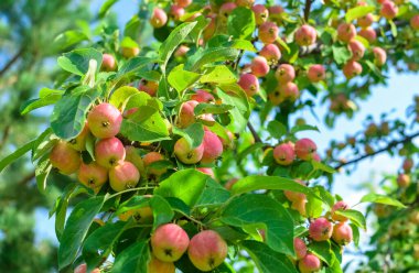 Sonbaharda yeşil yapraklar ve güneş ışığı ile daldaki olgun pembe elmaları hasat et.