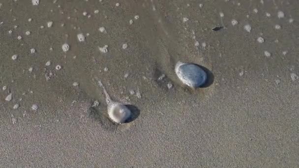 Sea Wave Foam Washes Pebbles Beach Summer — Stock Video